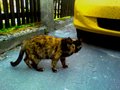 yellow asigned