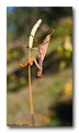 Mantodea (Bogo&hellip;