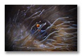Amphiprion per&hellip;
