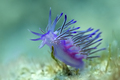 Flabellina aff&hellip;