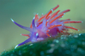 Flabellina isc&hellip;