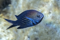 Crnej (Chromis&hellip;