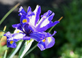 Iris