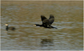 Kormoran u let&hellip;