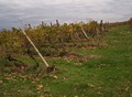 Jesen u vinogr&hellip;