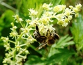 pchelica