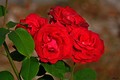 red roses
