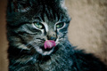 Lick