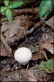 Lycoperdon per&hellip;