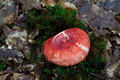 russula emetic&hellip;
