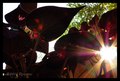 Sunce se tada &hellip;