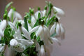 Galanthus niva&hellip;