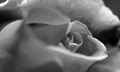 Macro rose i bw