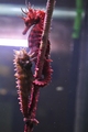 red monster