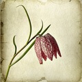 fritillaria me&hellip;