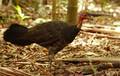 brush turkey (&hellip;