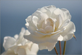 White Roses in&hellip;