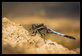 Orthetrum canc&hellip;