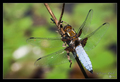 Libellula depr&hellip;