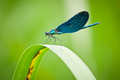Calopteryx Vir&hellip;