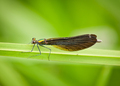 Calopteryx Vir&hellip;
