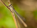 dragonfly - dl&hellip;