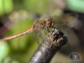 Sympetrum stri&hellip;