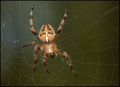 Araneus diadem&hellip;