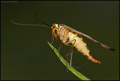 Scorpionfly (P&hellip;