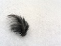 feather in the&hellip;