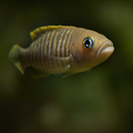 Neolamprologus&hellip;