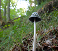 Coprinus picac&hellip;