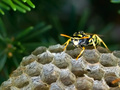 Vespula vulgar&hellip;