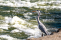 Gray Heron aka&hellip;