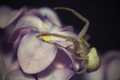 Crab spider i &hellip;
