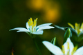 Ornithogalum -&hellip;
