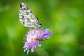 Melanargia gal&hellip;