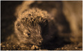 ježurka ježić&hellip;