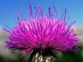 Centaurea2
