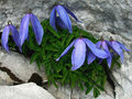 Clematis alpin&hellip;