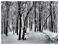 Zasnježene šum&hellip;