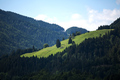 Zelena livadica