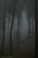 Magla u šumi 2