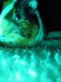 cavia porcellu&hellip;