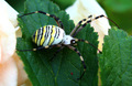 Argiope Bruenn&hellip;
