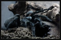 grammostola pu&hellip;