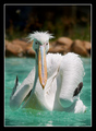 Pelican with a&hellip;