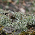 Cladonia conio&hellip;