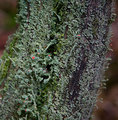 Cladonia macil&hellip;
