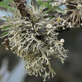 Ramalina calic&hellip;